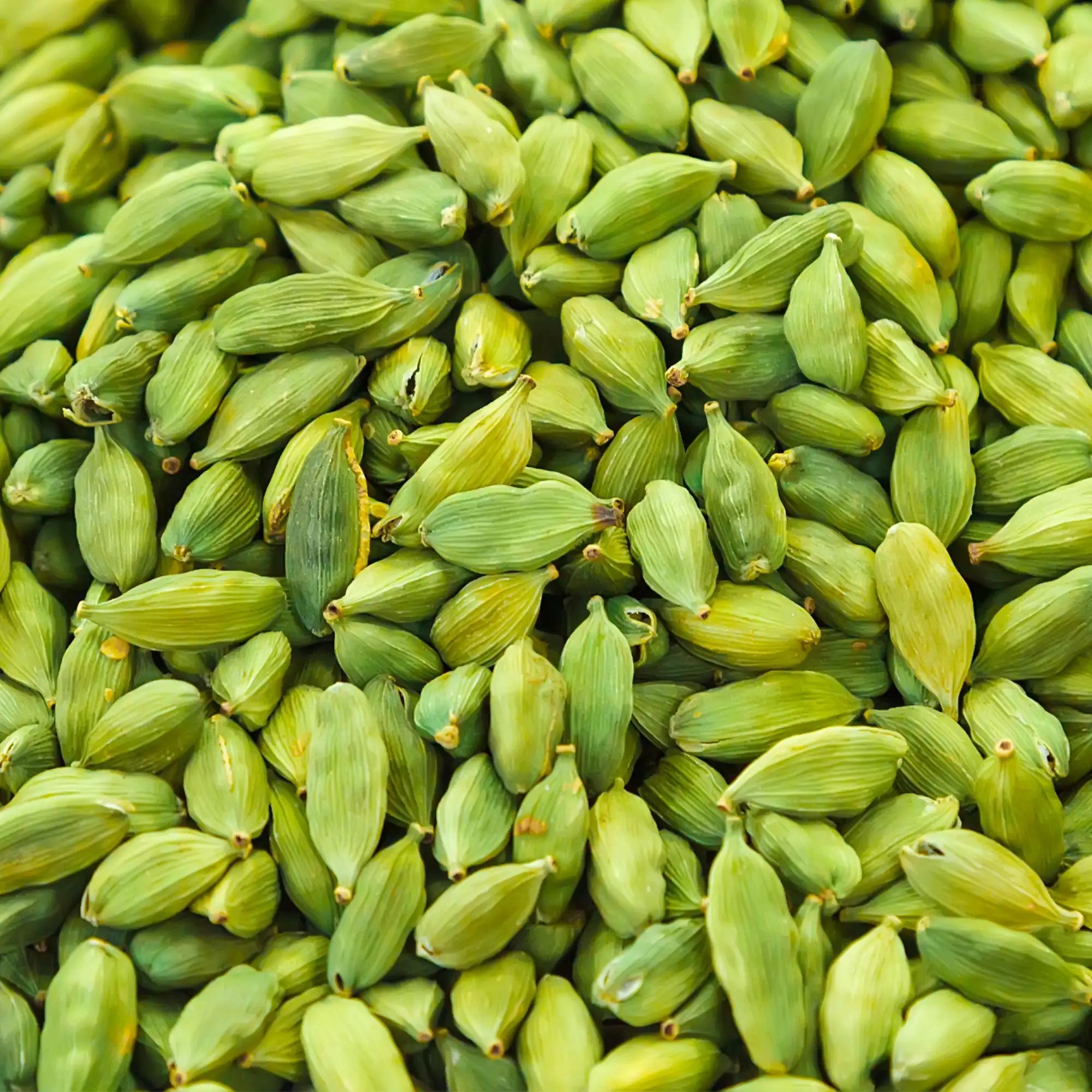 A close-up view of fresh green cardamom pods, showcasing their natural texture and vibrant green color, used for extraction of Hiya's cardamom essential oil.